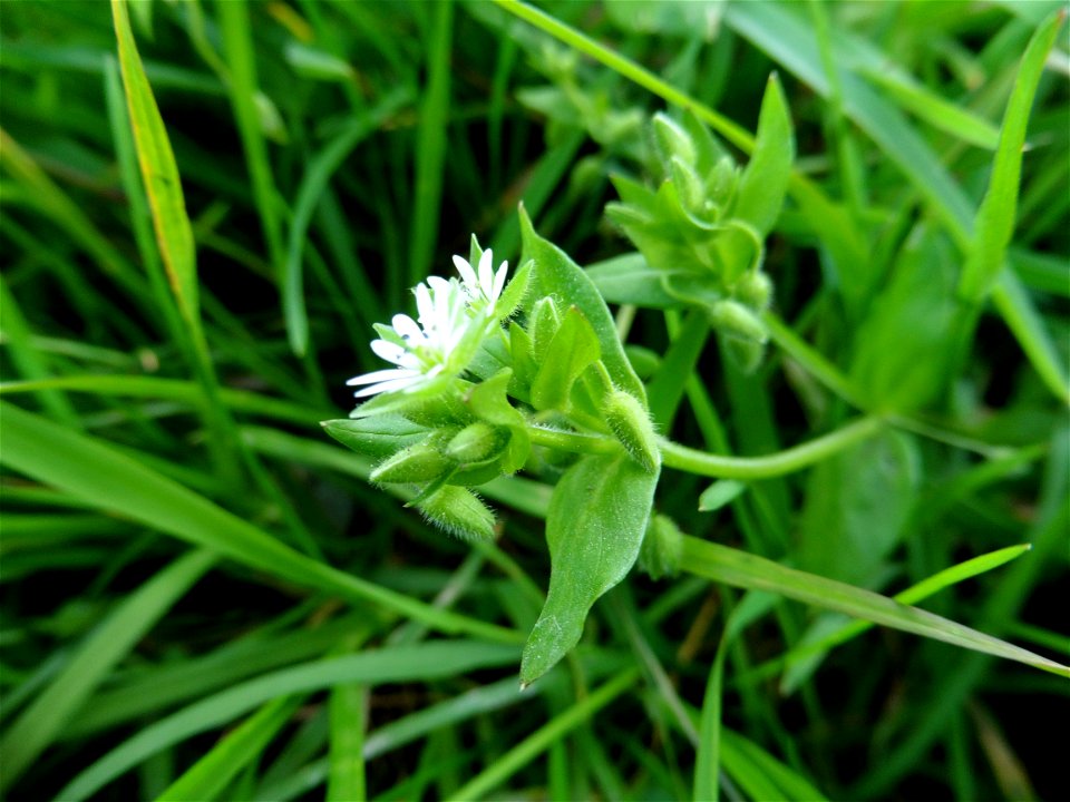 Cerastium glomeratum Thuill., 1799