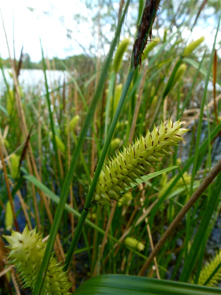 Carex vesicaria L., 1753