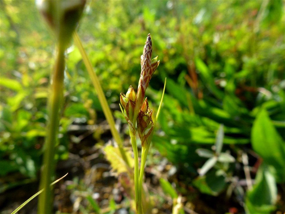 Carex halleriana Asso, 1779