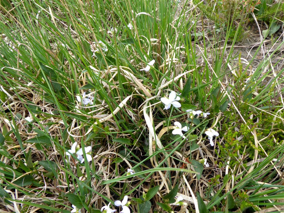 Viola lactea Sm., 1798