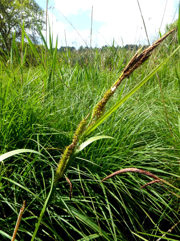 Carex riparia Curtis, 1783