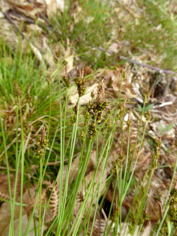 Carex pilulifera L., 1753