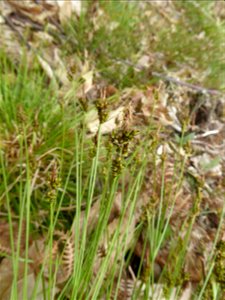 Carex pilulifera L., 1753