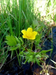 Ranunculus sardous Crantz, 1763