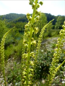 Reseda luteola L., 1753