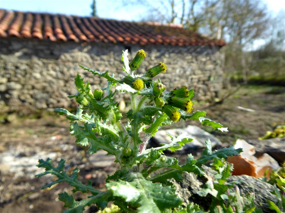 Senecio vulgaris L., 1753
