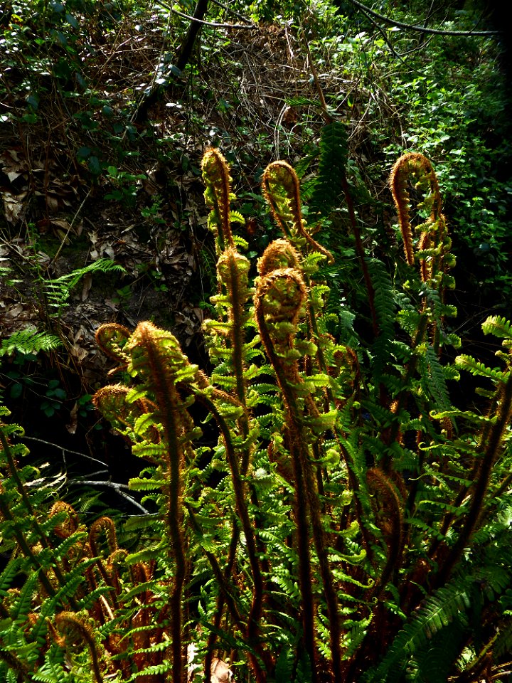 Dryopteris affinis subsp. borreri (Newman) Fraser-Jenk., 1980