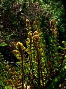 Dryopteris affinis subsp. borreri (Newman) Fraser-Jenk., 1980