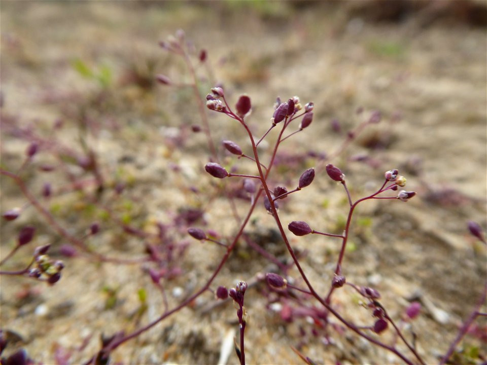 Hornungia procumbens (L.) Hayek, 1925