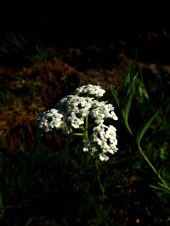 Achillea millefolium L., 1753