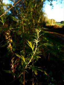 Artemisia vulgaris L., 1753