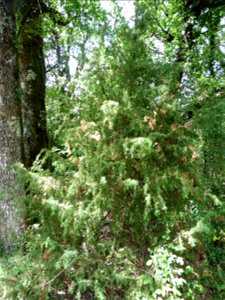 Juniperus communis L., 1753