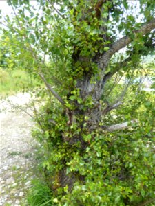 Populus nigra subsp. betulifolia (Pursh) W.Wettst., 1952