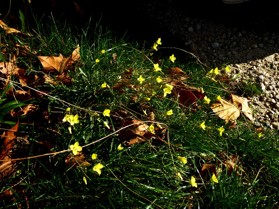 Diplotaxis tenuifolia (L.) DC., 1821