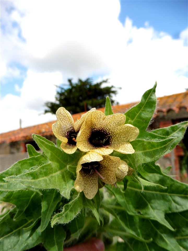Hyoscyamus niger L., 1753