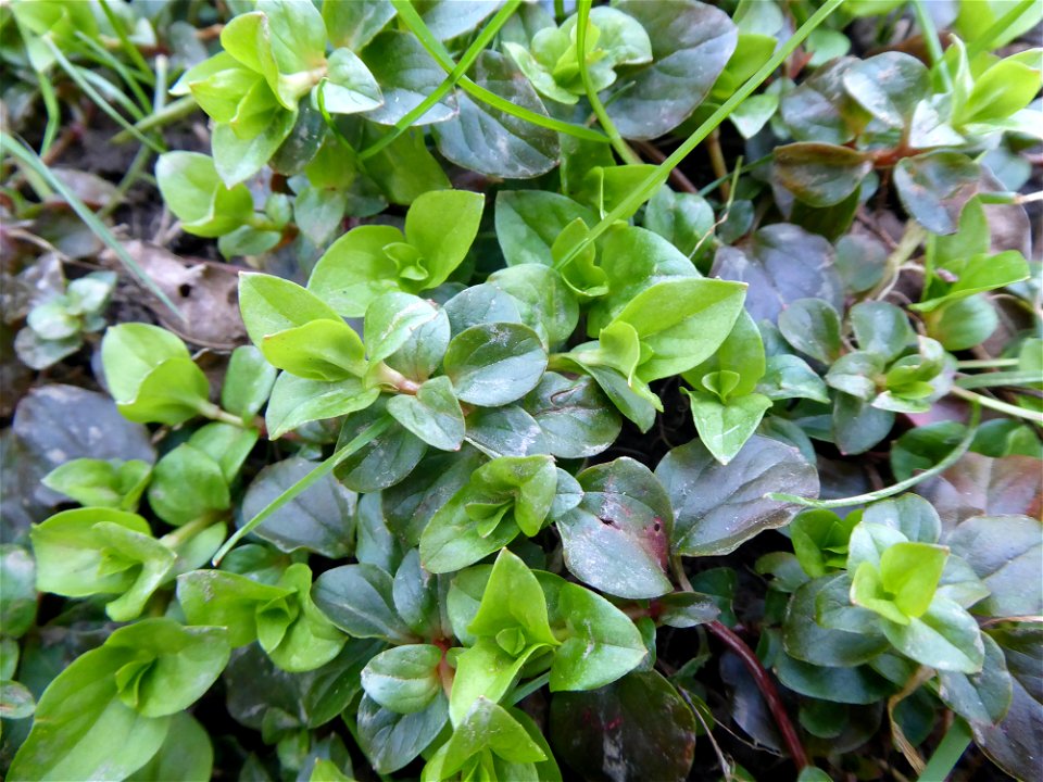 Lysimachia nemorum L., 1753