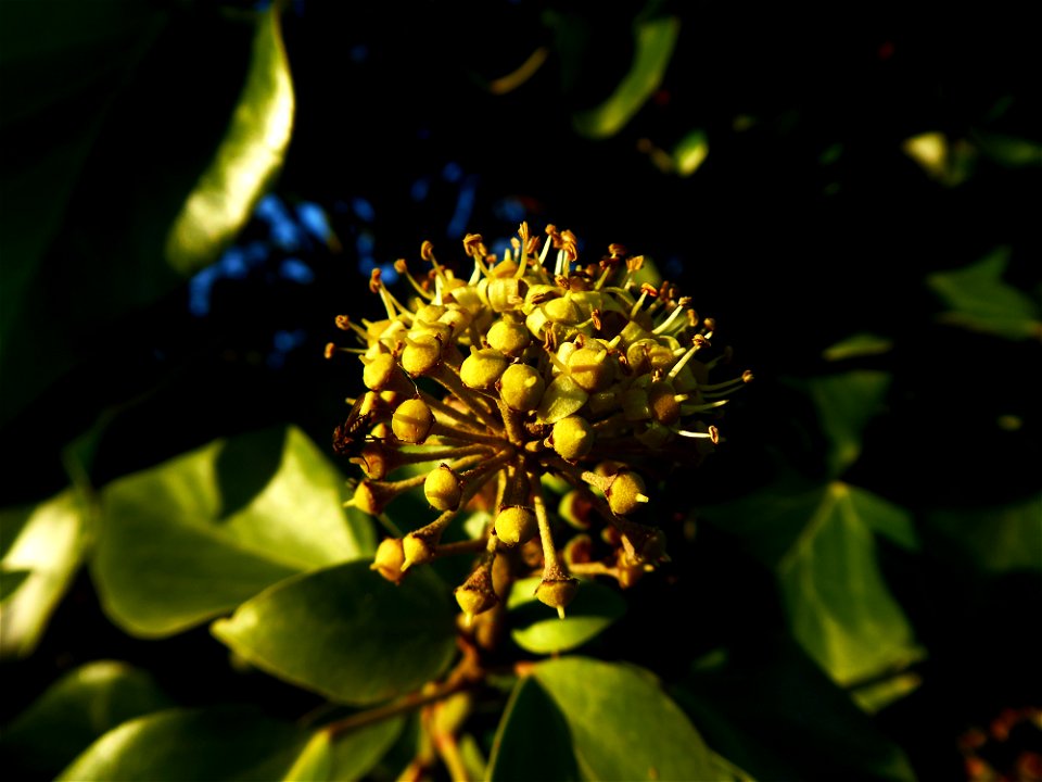 Hedera helix L., 1753