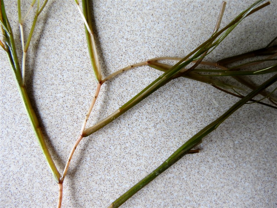 Stuckenia pectinata (L.) Börner, 1912