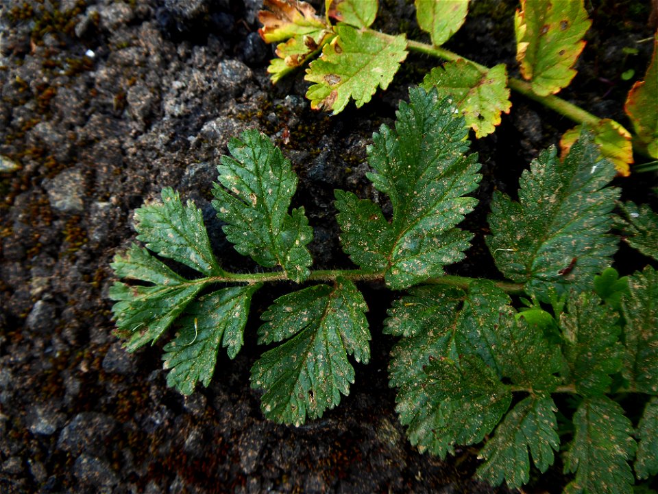 Erodium moschatum (L.) L'Hér., 1789