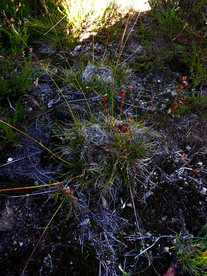 Juncus squarrosus L., 1753