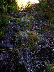 Juncus squarrosus L., 1753