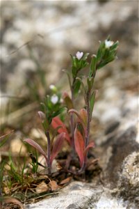 Buglossoides arvensis (L.) I.M.Johnst., 1954