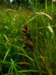 Carex leporina L., 1753