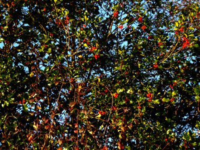 Ilex aquifolium L., 1753