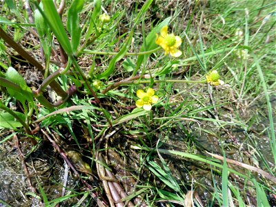 Ranunculus ophioglossifolius Vill., 1789