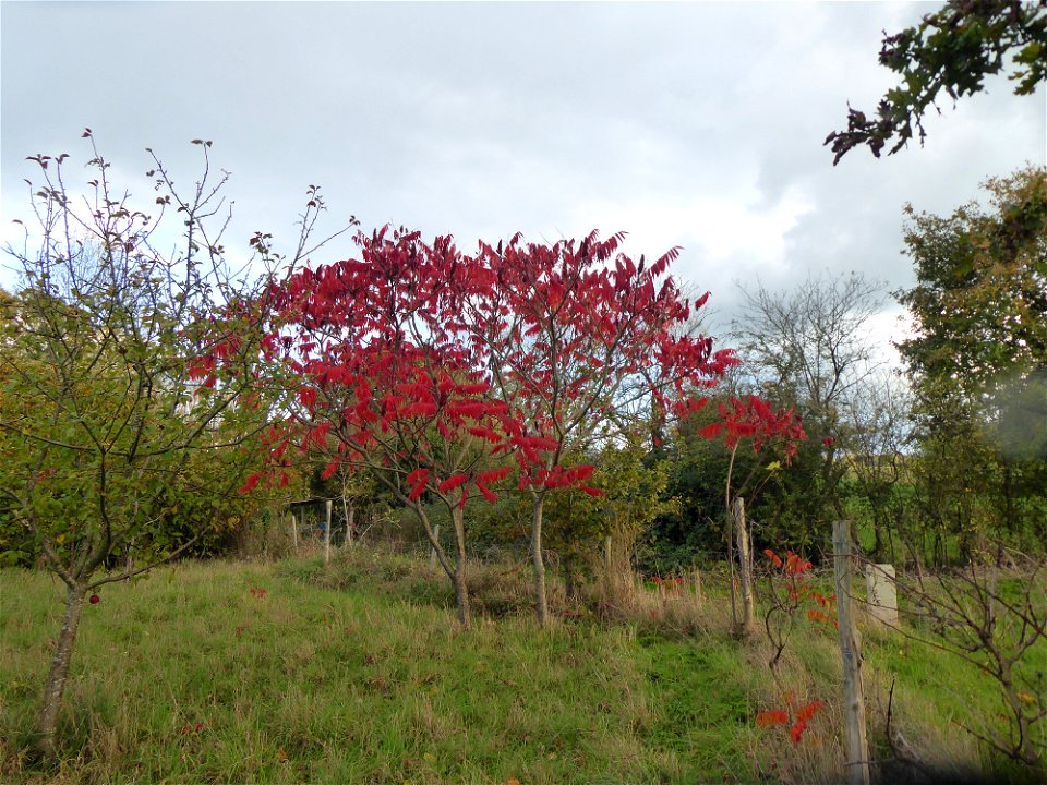 Rhus typhina L., 1756