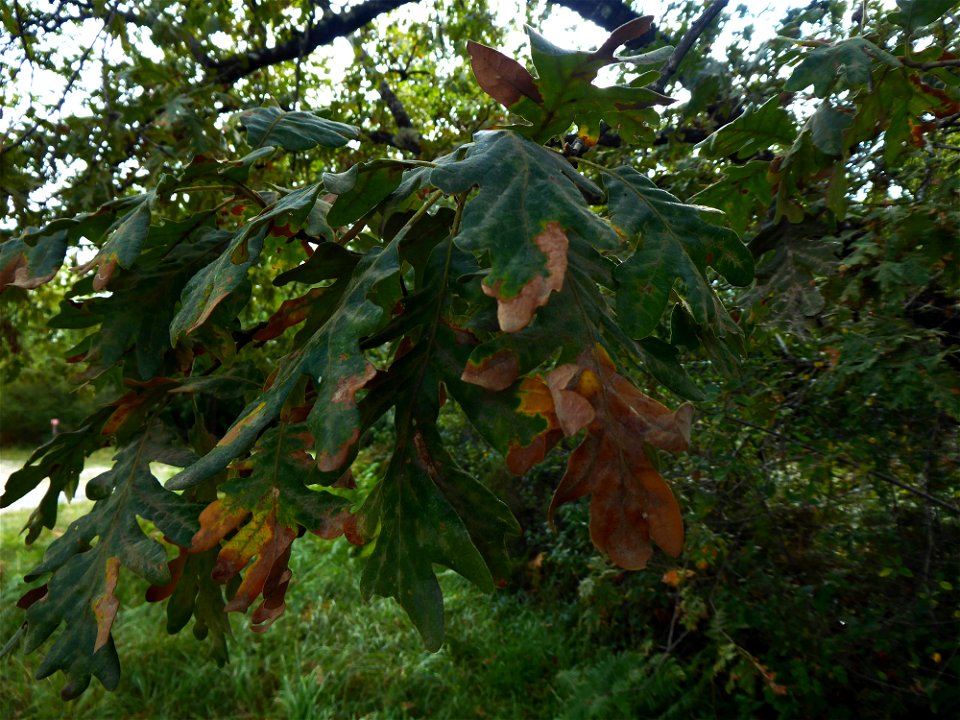 Quercus pyrenaica Willd., 1805