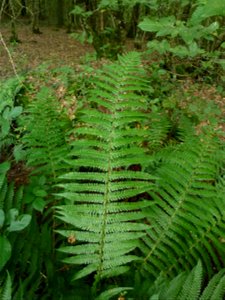Dryopteris affinis (Lowe) Fraser-Jenk., 1979