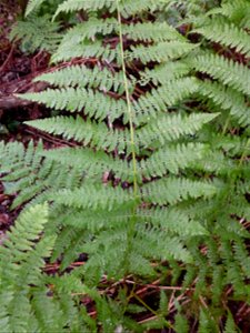 Athyrium filix-femina (L.) Roth, 1799