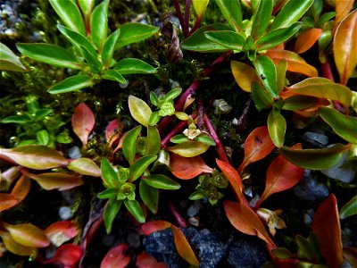 Ludwigia palustris (L.) Elliott, 1817