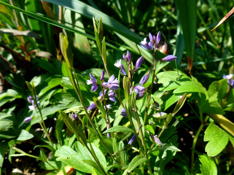 Polygala serpyllifolia Hose, 1797