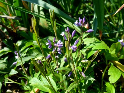 Polygala serpyllifolia Hose, 1797