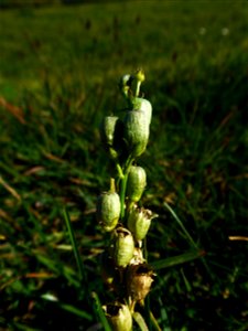 Linaria vulgaris Mill., 1768