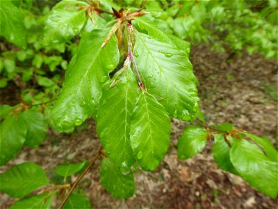 Fagus sylvatica L., 1753