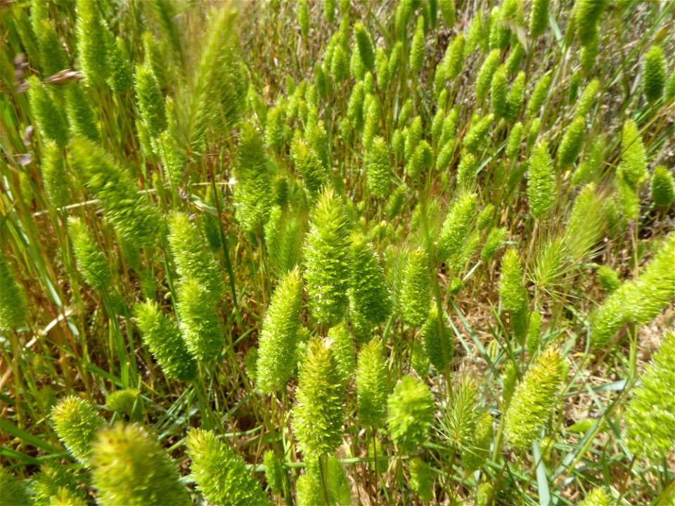 Rostraria cristata (L.) Tzvelev, 1971