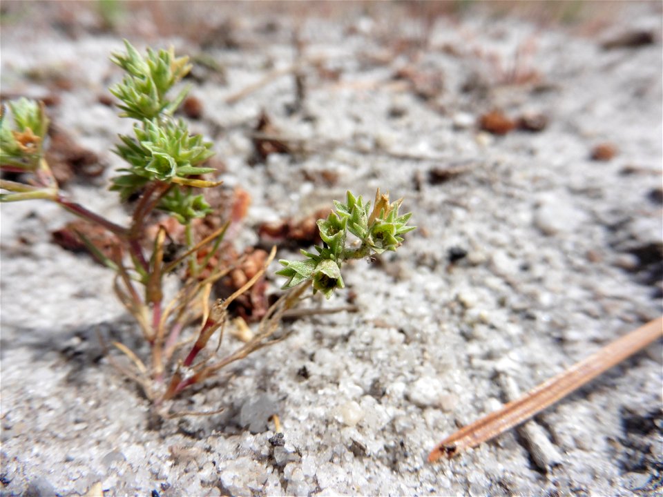 Scleranthus annuus L., 1753