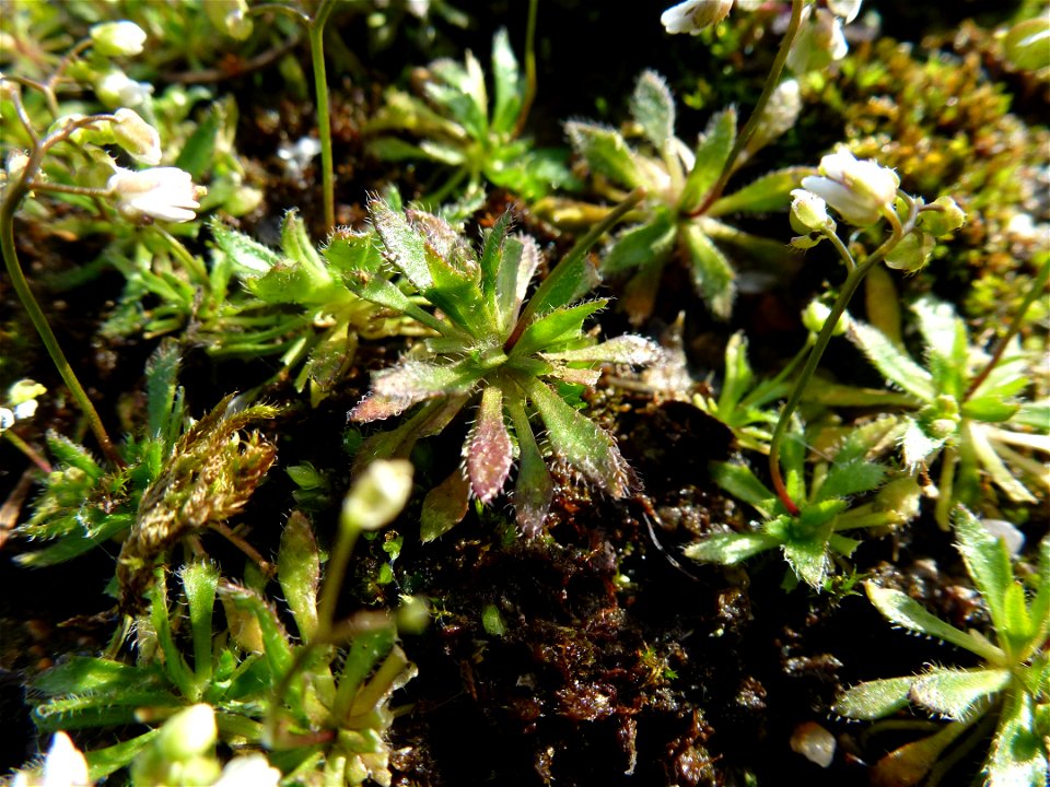 Draba verna L., 1753