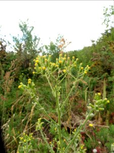 Senecio sylvaticus L., 1753