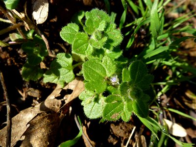 Veronica hederifolia L., 1753