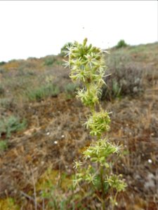 Silene otites (L.) Wibel, 1799