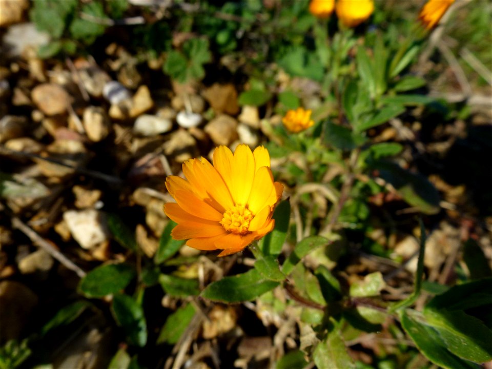 Calendula arvensis L., 1763