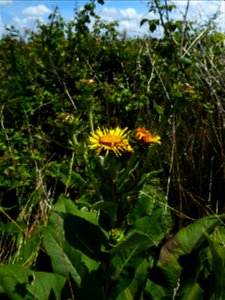 Inula helenium L., 1753