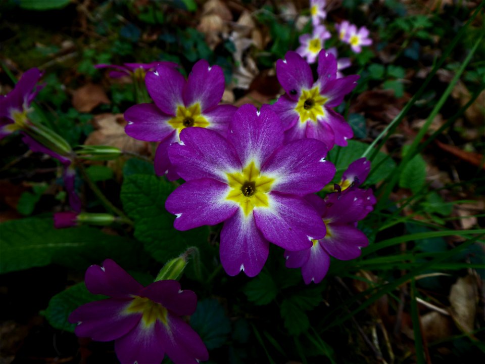 Primula vulgaris Huds., 1762