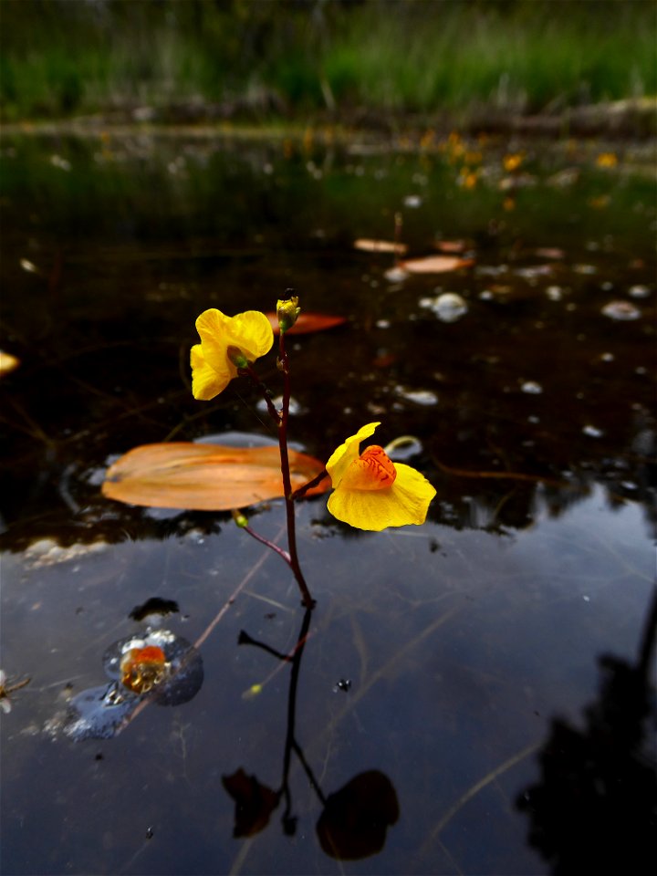 Utricularia australis R.Br., 1810