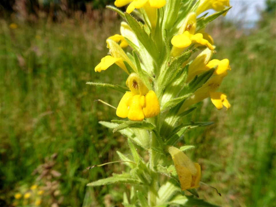 Parentucellia viscosa (L.) Caruel, 1885
