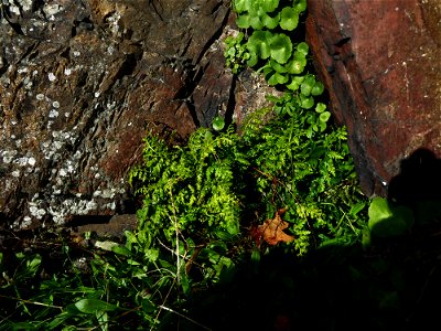 Asplenium obovatum subsp. billotii (F.W.Schultz) O.Bolòs, Vigo, Massales & Ninot, 1990